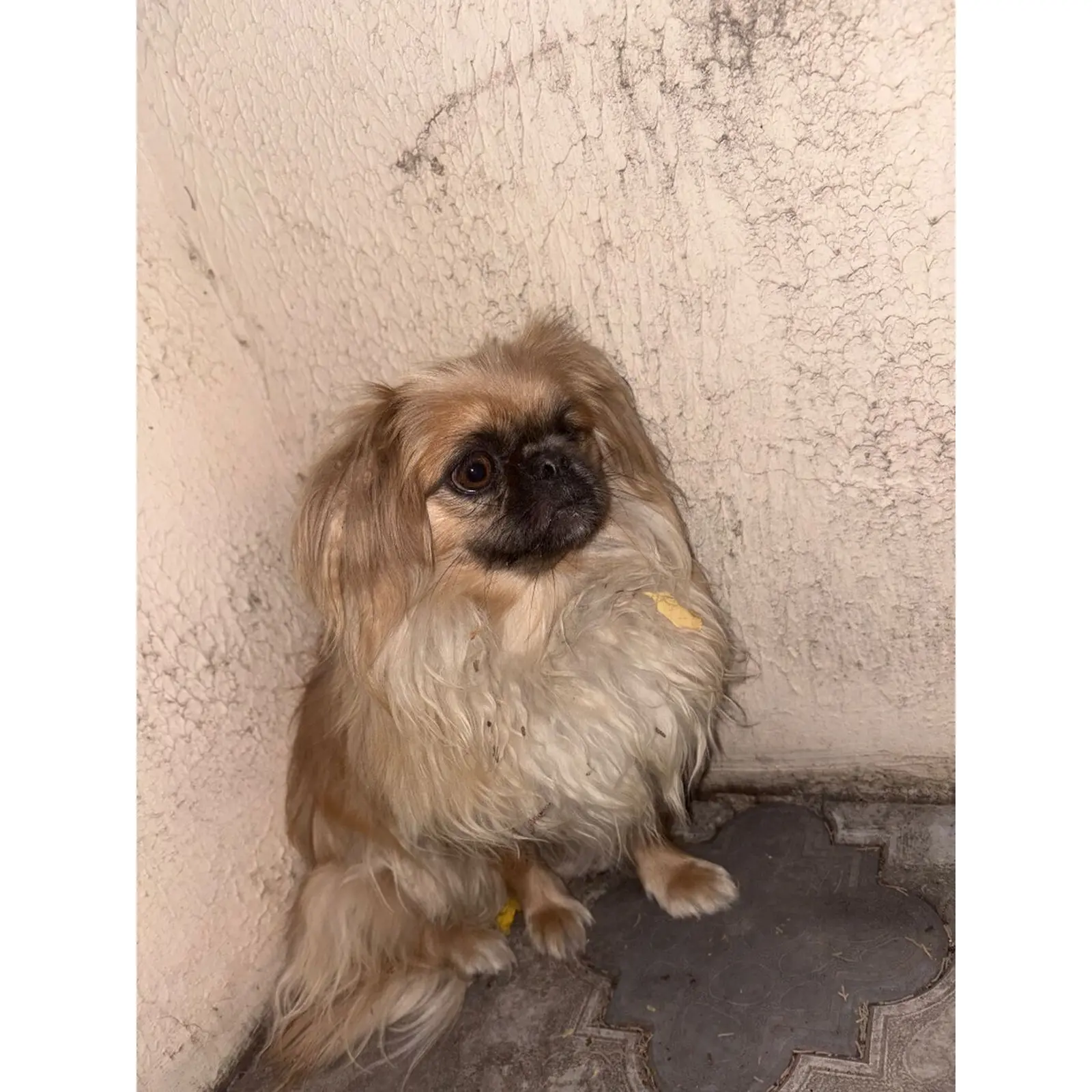 Pekines it