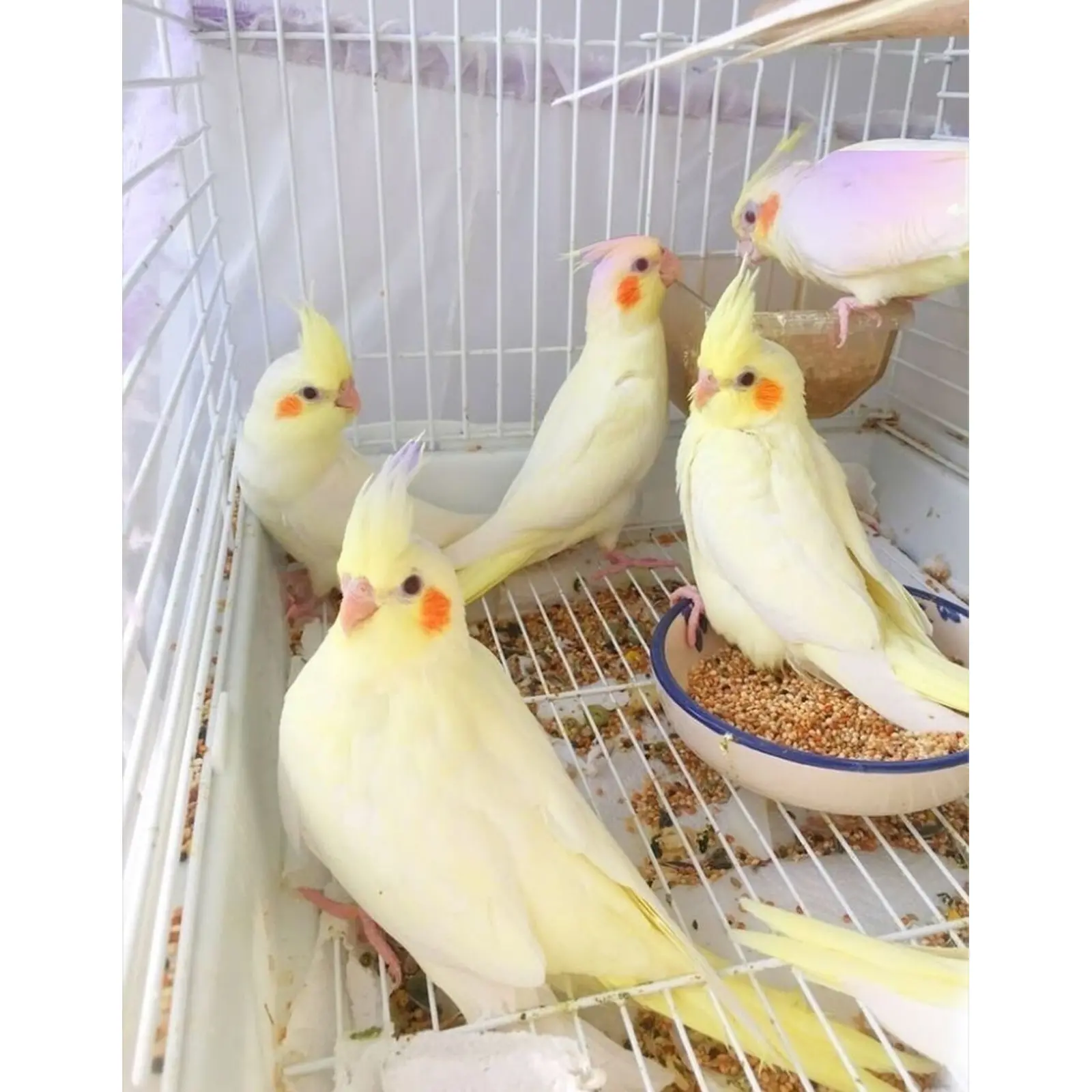 🦜 Salam! Hazır əl quşlarımız mövcuddur 🗣️