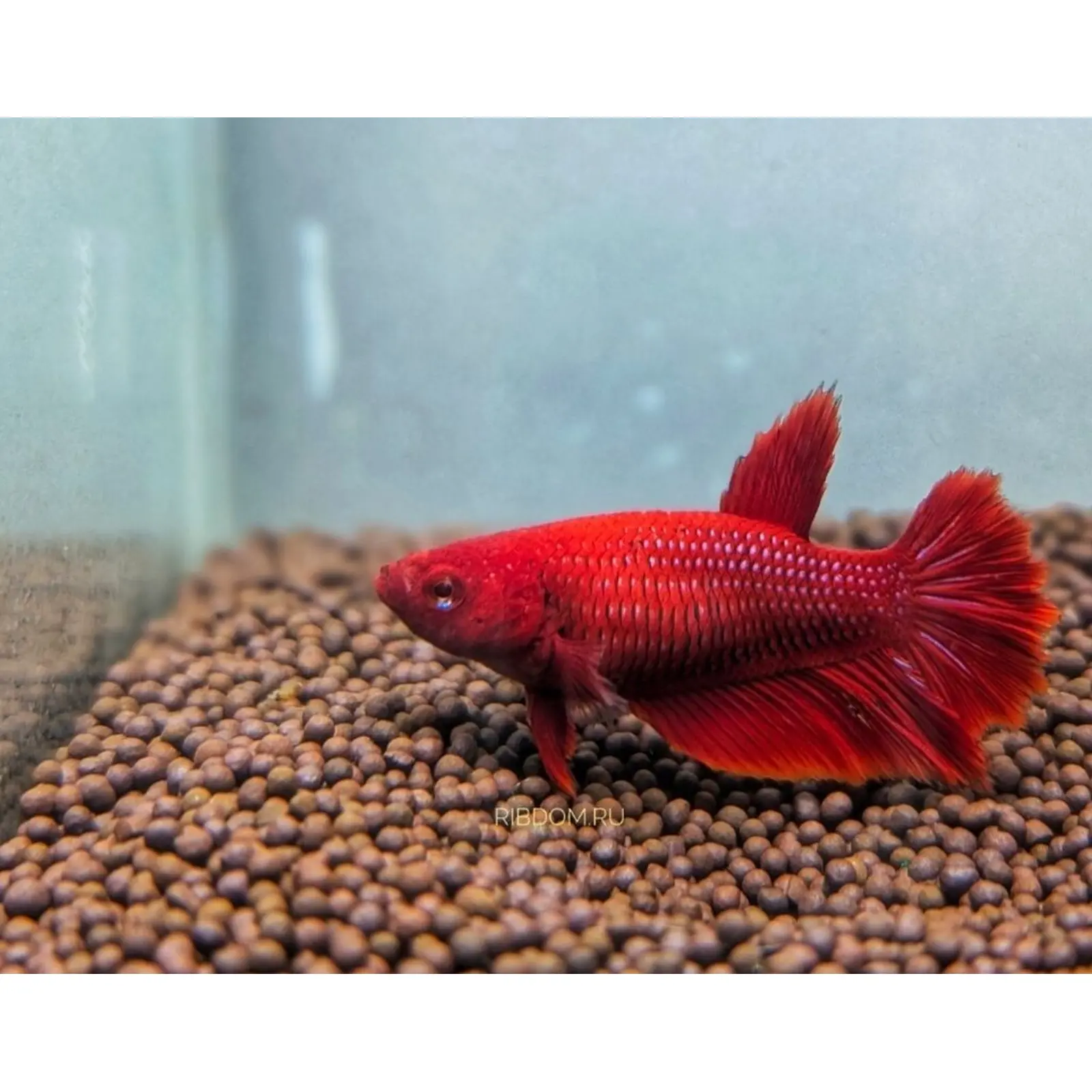 Betta (Petuşok balığı)