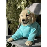 retriever-small-6