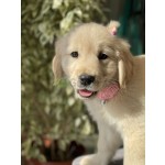 retriever-small-4