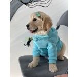 retriever-small-1