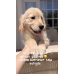 retriever-small-0