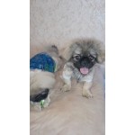 pekines-it-small-1