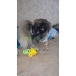 pekines-it-small-0