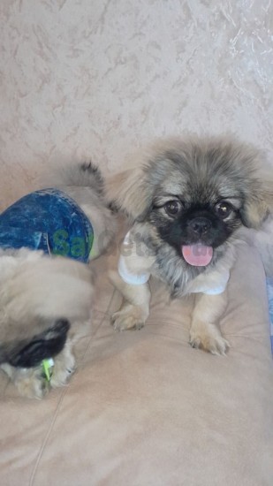 pekines-it-big-1