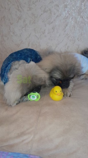 pekines-it-big-2