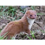 ferretler-small-1