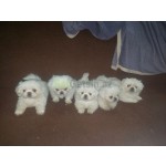 pekines-iti-small-0