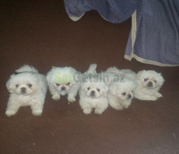 Pekines iti