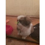 pekines-iti-small-1