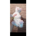 britan-erkek-bebe-small-5
