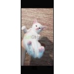 britan-erkek-bebe-small-2