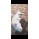 britan-erkek-bebe-small-1