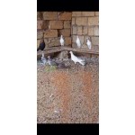 goyercin-enli-quyruq-small-5
