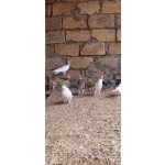 goyercin-enli-quyruq-small-3