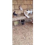 goyercin-enli-quyruq-small-0