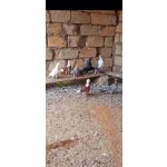 goyercin-enli-quyruq-small-4