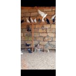 goyercin-enli-quyruq-small-6
