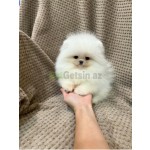 pomerian-spits-small-0