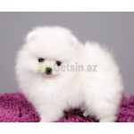 pomerin-spits-balasi-small-0