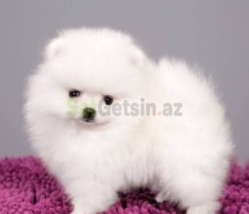 Pomerin spits balası