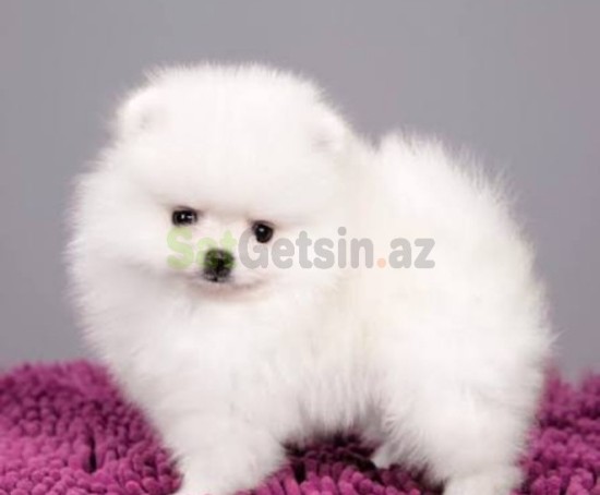 pomerin-spits-balasi-big-0