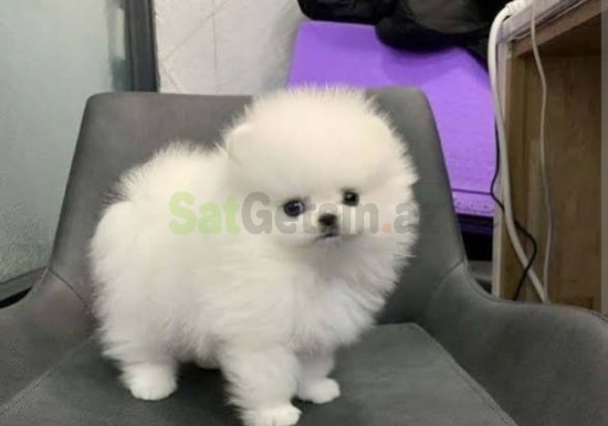 pomerin-spits-balasi-big-0