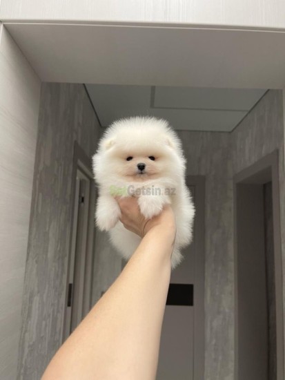 mini-pomerian-spits-big-1