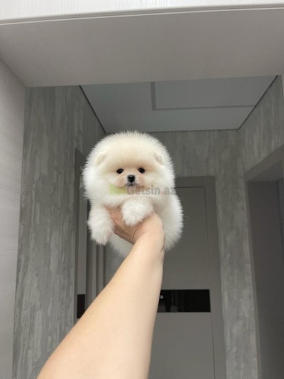 mini-pomerian-spits-big-0