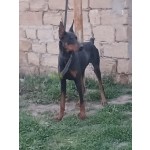 doberman-erkek-small-3