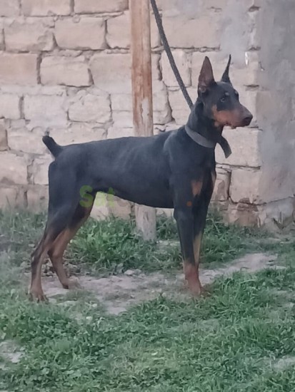 doberman-erkek-big-1