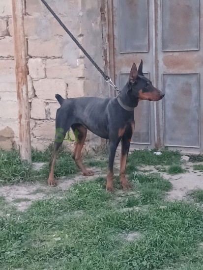 doberman-erkek-big-2