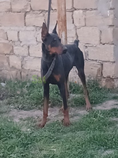 doberman-erkek-big-3